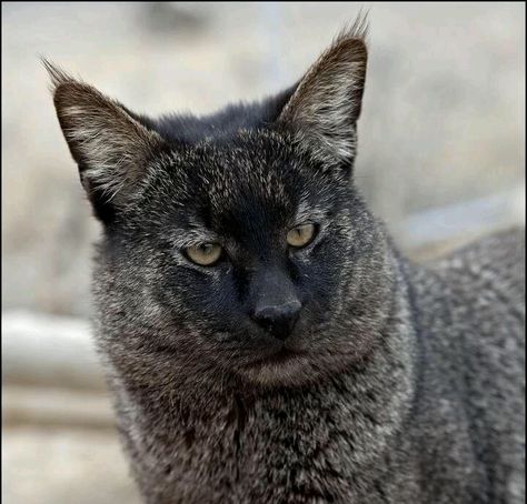 Jungle cat Chausie Cat, Wild Cat Species, Small Wild Cats, Cats Of The World, Spotted Cat, Kitty Litter, Cat Species, Jungle Cat, Exotic Cats