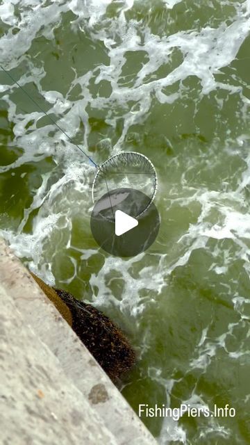 Fishing Piers on Instagram: "Pacifica Pier, CA - Striped Bass Are In!   Fishing Report:6/24/2024  Striped Bass: Anglers are reporting excellent catches of striped bass, especially during the early morning and late evening hours. These fish are being caught in impressive sizes, some even exceeding 15 pounds!  Bait and Techniques: The most effective baits have been live bait such as anchovies and sardines from local fishing stores.  Use a 8oz spider sinker at the bottom then 6 feet up attach a three way swivel and 3 feet of 25lb Floro with a small circle hook.  This way the baitfish can swim in circles to stay alive longer.   #PacificaPier #StripedBassFishing #FishingLife #FishingAdventure #SaltwaterFishing #PierFishing #BigCatch #CaliforniaFishing #FishingCommunity #FishingDaily #GoneFishin Striped Bass Fishing, Bass Fishing Boats, Fishing Store, Late Evening, Live Bait, Striped Bass, Stay Alive, Fishing Adventure, Pier Fishing