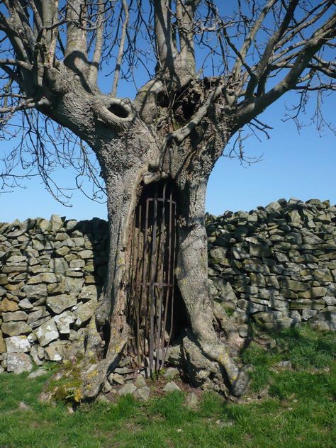 An ancient oak, with an opening, or perhaps a gate. In Celtic mythology the oak is the tree of doors, the gateway between worlds, a portal. Dungeon Ideas, Fantasy Cabin, Celtic Cats, Amazing Trees, Hollow Tree, Big Trees, Dragon Tree, Fake Trees, Oak Forest