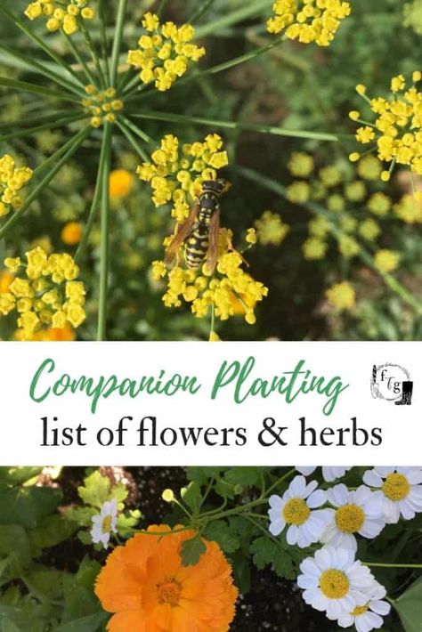 Companion Planting Herbs, Companion Planting Flowers, Slugs In Garden, Garden Companion Planting, Organic Pesticide, List Of Flowers, Garden Insects, Garden Pest Control, Love Garden