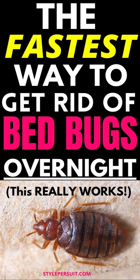 Dealing with a bed bug infestation can be a nightmare, but with the right approach, you can effectively eliminate these pesky pests from your home using do-it-yourself (DIY) methods. From homemade bed bug killers to practical strategies, click to check out the best hacks on how to get rid of bed bugs quickly and effectively: Bug Killer Homemade, Natural Bed Bug Repellent, Bed Bugs Bites, Bed Bug Repellent, Bed Bug Remedies, Signs Of Bed Bugs, Get Rid Of Bed Bugs, Homemade Beds, Bug Infestation