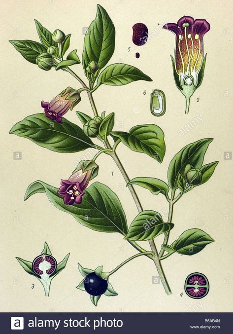 deadly-nightshade-atropa-belladonna-poisonous-plants-illustrations Atropa Belladona, Poison Path, Belladonna Flower, Nightshade Flower, Botanical Prints Free, Deadly Plants, Deadly Nightshade, Engraving Tattoo, Bottle Drawing