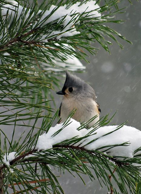 Winter has arrived by picturesinmylife_yls, via Flickr Snow And Ice, Tree Branch, Pine Tree, Birds