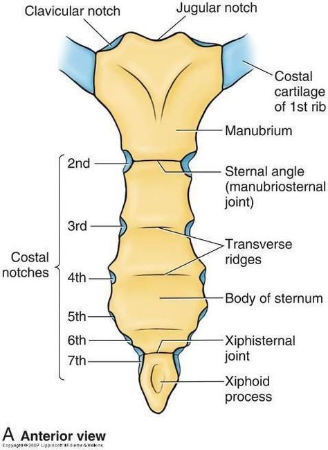 Bony Landmarks, Online Flashcards, Heart Bones, Human Skeleton Anatomy, Radiology Student, Heart Location, Anatomy Bones, Basic Anatomy And Physiology, Pa School