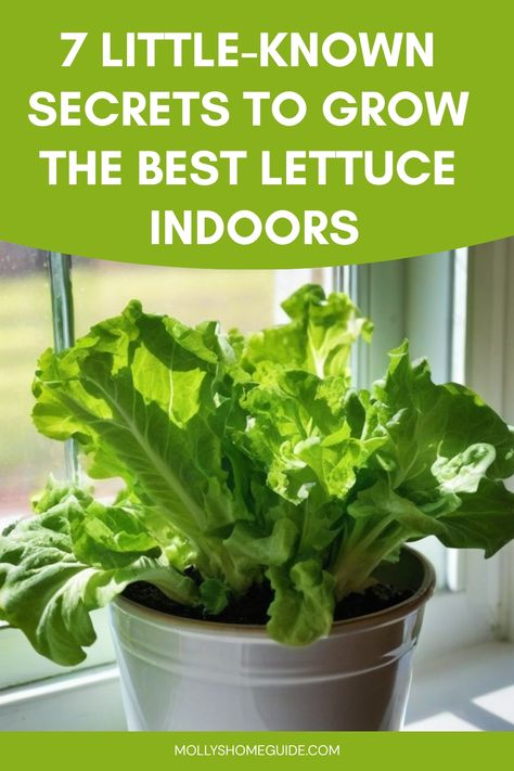 Discover the ultimate guide on how to grow lettuce indoors! Whether you're an experienced gardener or a newbie, this comprehensive tutorial will walk you through the steps from start to finish. Learn about the best varieties of lettuce to grow indoors, essential tips for successful cultivation, and innovative gardening techniques that will help maximize your indoor space. With a little patience and dedication, you'll soon be enjoying fresh, crisp lettuce right from your own homegrown garden. Indoor Lettuce Growing, How To Grow Butter Lettuce, Grow Romaine Lettuce Scrap, Food Plants To Grow Indoors, Edible Indoor Plants, Indoor Lettuce Garden, Indoor Food Garden, Indoor Veggie Garden, Lettuce Garden