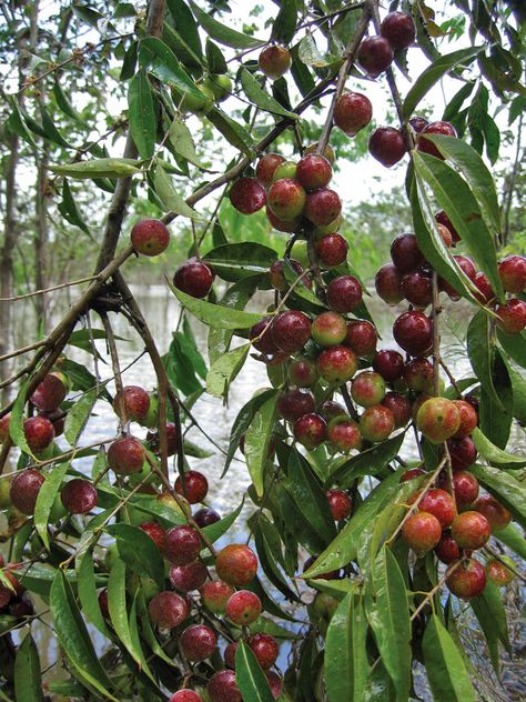 Camu Camu - The Natural Vitamin C Powerhouse for Peak Mental Function and Nervous System Protection Tropical Bushes, Vitamin C Rich Foods, Amazon Rain Forest, Camu Camu, Natural Vitamin C, Healthy Eyes, Body Tissues, Daily Health Tips, Daily Vitamins