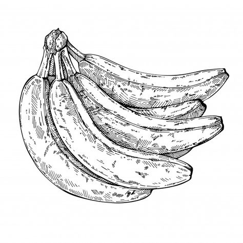 Banana Sketch, Bunch Of Bananas, Engraved Illustration, Pen Drawings, Engraving Illustration, Vector Sketch, Pen Sketch, Ink Sketch, Guy Drawing