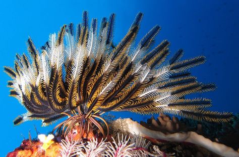 Sea Lilies (Crinoidea) — Steemit Cambrian Explosion, Feather Star, Ocean Plants, Natural Inspiration, Native American Symbols, Sea Stars, Shallow Water, Saltwater Fish, Marine Fish