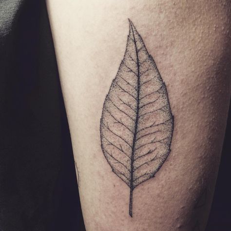 Thanks to Kenny for the good yarns and the chance to tattoo this leaf design. #stickandpoke #folkart #adelaidetattoo #xolavant #blacktattoo One Leaf Tattoo, Alder Leaf Tattoo, Leaf Tattoos For Women, Leaf Tattoo, Single Leaf, Stick N Poke Tattoo, Poke Tattoo, Stick And Poke, Arm Tattoos