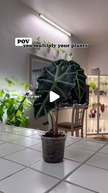 plantstagram.ish on Instagram: "Comment “list” for 🔗‘s or SAVE 💚

Propagating your Alocasia is not as hard as it seems. Don’t be afraid to go chopping it down. Simply remove the roots (they will fall off anyways) and scrape off the excess skin lightly. Removing the skin will expose the rhizome and activate the growth point. Removing the skin will also reduce the risk of rot in such a heavily nutrient filled mix like fluval stratum. (FLUVAL IS ON SALE 61% OFF - 14.99 FOR AN 8LB BAG) after you’ve scraped it clean, divide the cutting into sections avoiding those little bumps/knotches you see, those are little grow points that could be activated if done correctly. After you’ve divided it, place it inside a humidity dome with your preferred propagation method. (Moss, perlite, fluval) & keep t Excess Skin, Plant Help, The Roots, Be Afraid, Secret Garden, Skin, Plants, Instagram