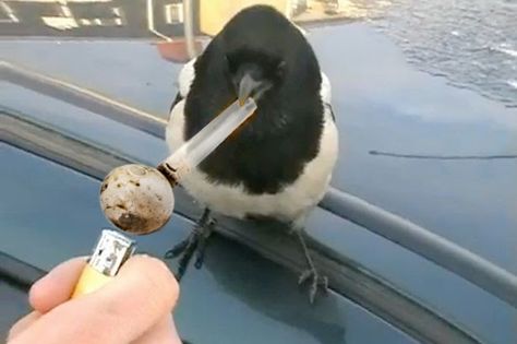 BIRD SMOKING CRACK... BITCH PLEASE..... WANDA''s PIC..... 밈 유머, 웃긴 사진, Silly Animals, 귀여운 동물, Animal Memes, Reaction Pictures, Mood Pics, Dankest Memes, Funny Images