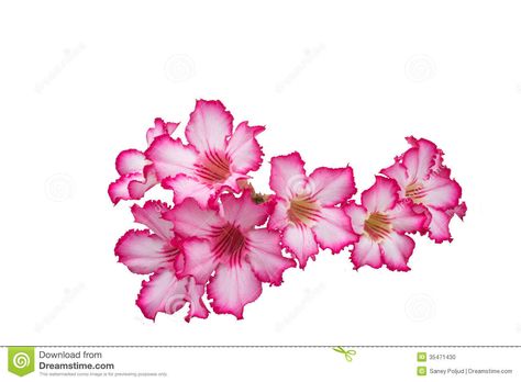 Impala lily adenium Impala Lily Tattoo, Desert Rose Tattoo, Desert Flower Tattoo, Impala Lily, Rose Flower Tattoos, Floral Tattoo Sleeve, Lily Tattoo, Tat Ideas, Tattoo Sleeve