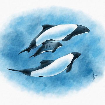 Dolphins Art, Dolphin Drawing, Dolphin Family, Digital Watercolor, Ocean Life, Painting Projects, Watercolour Painting, Dolphins, Creative Art