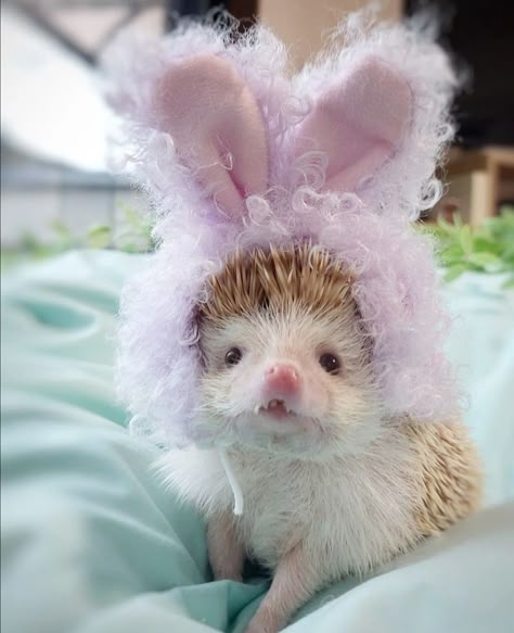 Aesthetic Hedgehog, White Hedgehog, Frog Hat, Valentine Photo, Cute Hedgehog, A Frog, Cute Pets, Pink Aesthetic, Animals And Pets