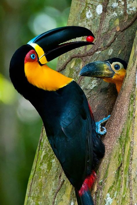 20 bird mothers taking care of their babies in astounding ways – Page 8 of 20 – InspireMore Baby Toucan, Regard Animal, Bird Gif, Most Beautiful Birds, Colorful Bird, Exotic Birds, Amazing Animals, Pretty Birds, Colorful Birds