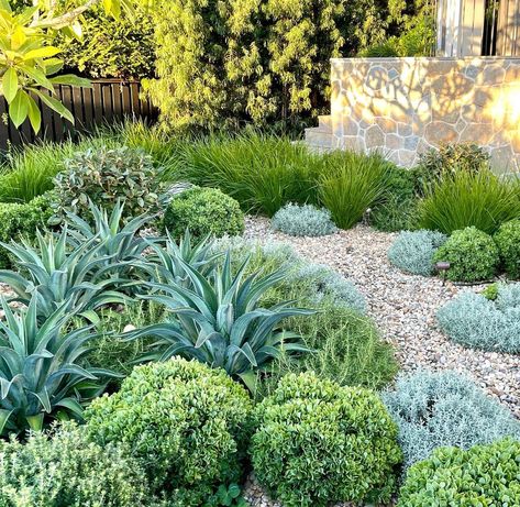 Garden Grasses, Succulent Garden Outdoor, Succulent Rock Garden, Succulent Landscape Design, Lawn Alternatives, Side Yard Landscaping, Australian Native Garden, Drought Tolerant Landscape, Australian Garden