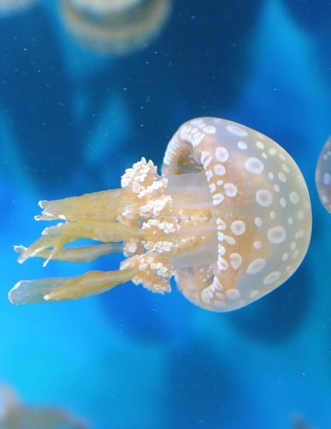 Lagoon Jellyfish, White Spotted Jellyfish, Spotted Jellyfish, Jellyfish Species, Pet Jellyfish, Jellyfish Art, Search Google, African Cichlids, Underwater Creatures