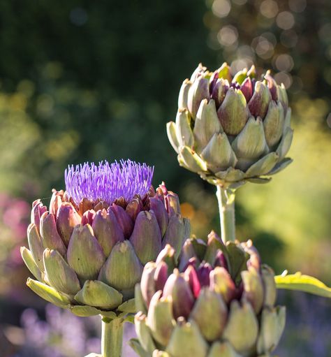 Woodinville Washington, Artichoke Flower, Flower Growing, Wildflower Garden, House Plants Decor, Nature Plants, Botanical Drawings, English Garden, Garden Statues