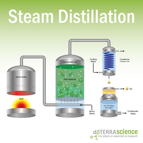 The most common method for collecting essential oils is steam distillation. This is a delicate, time-intensive process. The benefit of steam distillation is that it yields oils that are exceptionally clean and pure. It also allows for collection of temperature-sensitive compounds that would be damaged or altered by other collection processes requiring higher temperatures.  #doterra #oils #steam #babies #mood #essentials #essential oils #oilsforeverything #theresanoilforthat How To Make Homemade Perfume, Oil Distiller, Distilling Alcohol, Essential Oil Distiller, Homemade Perfume, Moonshine Still, Making Essential Oils, How To Make Oil, Steam Distillation