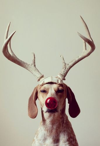 Maddy the Coonhound at Christmas © by photographer, theronhumphrey Holiday Pet Photos, Oh Deer, Red Nose, Pet Holiday, Red Nosed Reindeer, Noel Christmas, Holiday Photos, Christmas Animals, Mans Best Friend