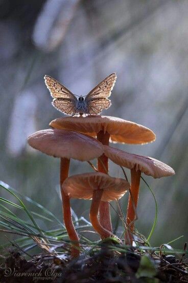 Mushrooms and moth Nature Reference, Mushroom Fungi, Forest Painting, Airbrush Art, Giza, Reference Photos, Enchanted Forest, Nature Animals, A Butterfly