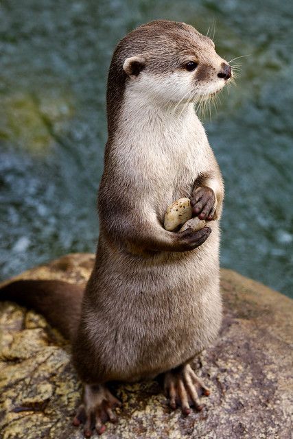 Wildlife Images, Otters Cute, Psy I Szczenięta, Animal Reference, Gambar Figur, Cute Wild Animals, Cute Animal Photos, Cute Creatures, Adorable Baby