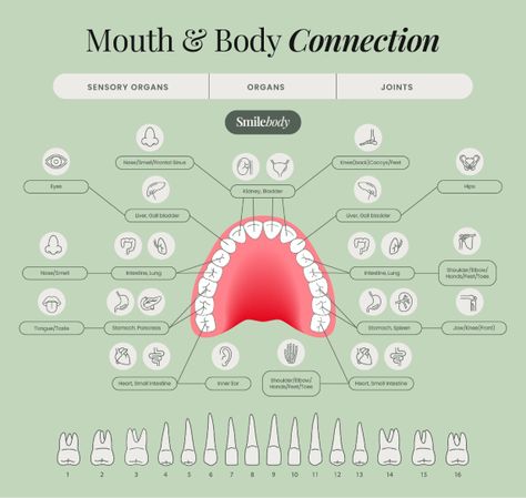 Smilebody: Santa Clarita Dentist | Holistic Dentistry Near Me Holistic Dentistry, Nutrition Infographic, Sleep Therapy, Pediatric Care, Immune System Boosters, Restorative Dentistry, Teeth Straightening, Menu Book, Santa Clarita