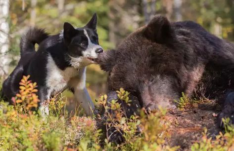 Karelian Bear Dog & King of the Forest - Imgur Service Dogs Breeds, Hog Farm, Karelian Bear Dog, King Of The Forest, Bear Dogs, Forest Brown, Police Canine, The Pied Piper, Different Types Of Dogs