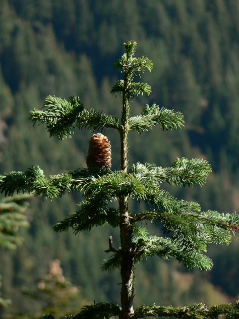 Abies amabilis (Pacific silver fir tree) Western Hemlock, Pseudotsuga Menziesii, Silver Fir, Tree Identification, Forest Garden, Fir Tree, Douglas Fir, Botany, Pine Cones