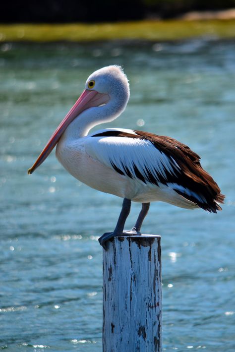 Pelican Art, Regnul Animal, Coastal Birds, 강아지 그림, Image Nature, Shorebirds, Australian Birds, Australian Animals, Sea Birds