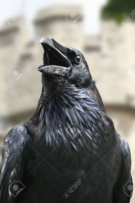 Raven front view Raven Front View, Black Bird Art, Animal Body Parts, Raven Bird, Crow Bird, Crows And Ravens, American Flag Eagle, London Tattoo, Black Raven