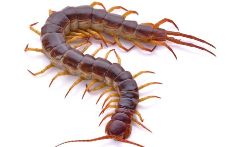 The Most Dangerous Centipede In The World Can Kill You | Johnny B Pest Control Laika Dog, Fumigation Services, Centipedes, Not Aesthetic, Photo Clipart, Termite Control, Drawing Heads, Roanoke Va, Flying Insects