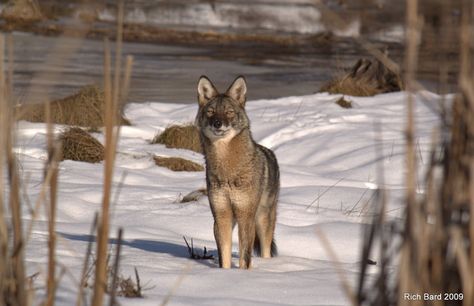 » The Real Eastern Coyote Eastern Coyote, Dog Corner, Conservation Biology, Masters Degree, Wildlife Animals, New Hampshire, Pet Owners, Hampshire, Vermont