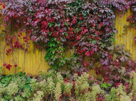 Virginia Creeper Trellis, Virginia Creeper Fence, Creeper Plants, Virginia Creeper Vine, Parthenocissus Quinquefolia, Creepers Plants, Fast Growing Vines, Colonial Garden, Evergreen Vines