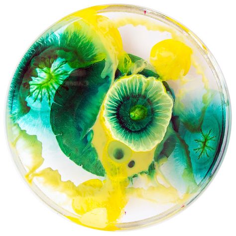 Petri Dish Art, Klari Reis, Yellena James, Dish Art, Microscopic Photography, Speculative Design, Growth And Decay, Petri Dishes, Bio Art