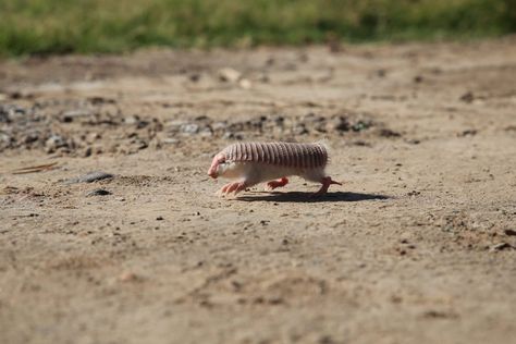 American Pika, Rabbit Species, Bumblebee Bat, Pink Fairy Armadillo, Fairy Armadillo, Golden Lion Tamarin, Pygmy Marmoset, Conservation Biologist, Small Monkey