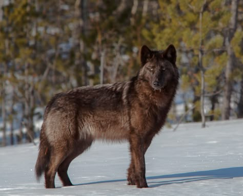 Yukon wolf Yukon Wolf, Wolf Poses, Wolf Hybrid, Wolf Photography, Wolf Photos, Wolf Love, Wild Wolf, Beautiful Wolves, Wolf Pictures