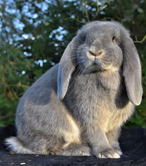 Bunny Close Up, Reference Photos Of Animals, American Fuzzy Lop Rabbit, Rabbit Art Reference, Art Reference Animals Photos, Drawing Reference Animals Photos, Animal Art Reference Photo, Bunny Reference Photos, Rabbit Reference Photo