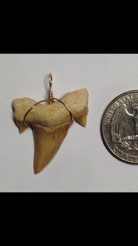 14k Gold Otodus Fossilized Shark Tooth Pendant #fashion #style #art #fossil #sharktooth #gold #pendant #jewelers #jewelry Shark Tooth Pendant, Teeth Art, Shark Teeth, Fossil, Pendant, Gold