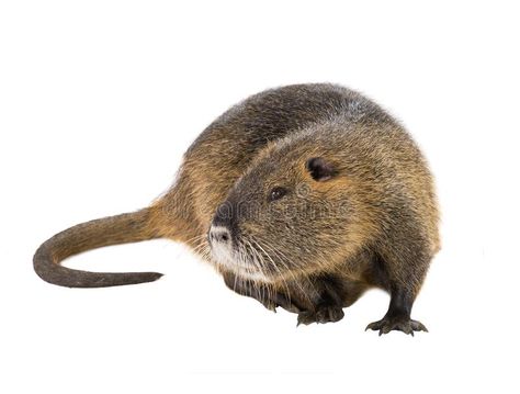 Coypu Myocastor coypus. Aka river rat or nutria mammal animal isolated on a whit , #SPONSORED, #Aka, #river, #rat, #Coypu, #Myocastor #ad Nutria Rat, References Animals, River Rat, Animal Categories, Invasive Species, Prehistoric Creatures, Design Flower, Recipe Images, Rodents