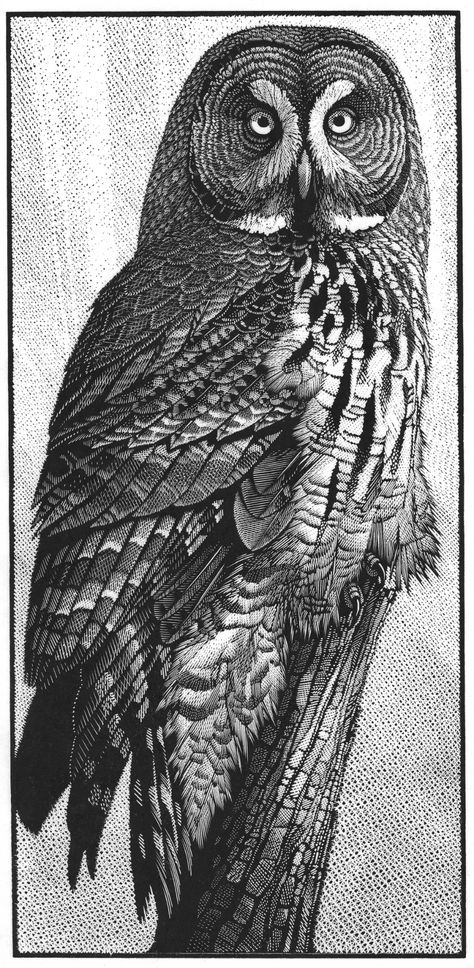 Migration Art, Owl Beautiful, Owl Tattoo Drawings, Owl Quilts, Big Birds, Woodcut Art, Lino Cuts, Bird Brain, Grey Owl