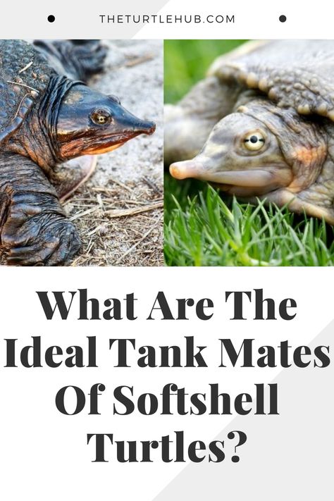 Softshell turtles are an aggressive species. Their rough behavior often makes it difficult to raise any other small aquatic animal with them. If you have a turtle of this species, you must have questioned yourself, “What are the ideal tank mates of softshell turtles?” Softshell Turtle Tank, Softshell Turtle, Turtle Tank Setup, Diy Turtle, Freshwater Turtles, Aquatic Animal, Turtle Tank, All Fish, Setup Ideas