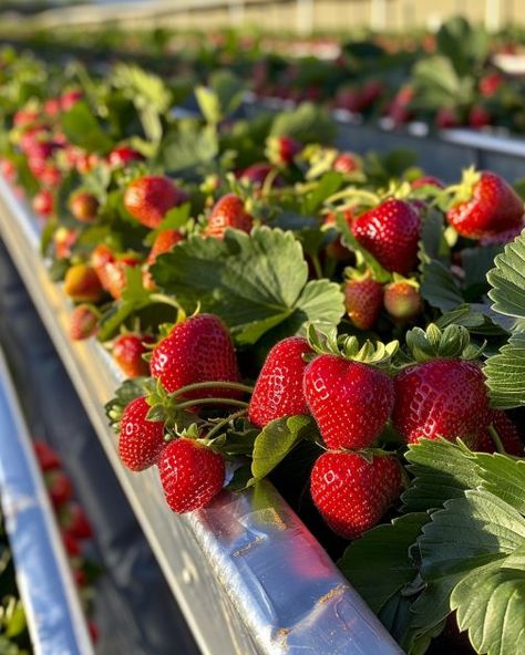 Get perfect strawberries every time with this technique (focus on simple horizontal gutter strawberry planter and why it's effective) Gutter Strawberry Planter, Hanging Strawberry Planter Ideas, Strawberries In Gutters, Strawberry Plants Ideas, Aesthetic Hobbies, Strawberry Planters Diy, Strawberry Seedlings, Strawberry Growing, Strawberry Planter