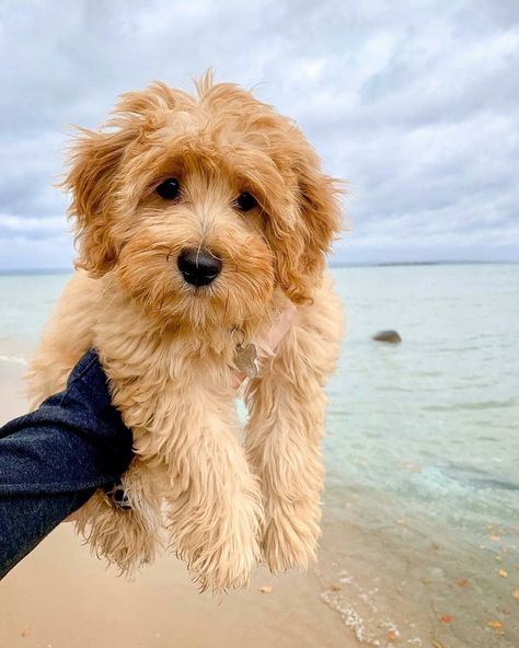 @goldendoodleluckys on Instagram: “Explore our wide selection of Goldendoodle & Labradoodle designs to fit your unique style 👉 Link in bio ➡ @goldendoodleluckys . Credit to…” Goldendoodle Full Grown, Dyed Dogs, Miniature Goldendoodle, Dogs Smiling, Goldendoodle Miniature, Dog Space, Family Friendly Dogs, Dog Humor, Mini Goldendoodle Puppies