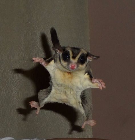 A little flight time! Sugar Glider Habitat, Sugar Glider Care, Sugar Glider Baby, Sugar Glider Pet, Sugar Glider Cage, Cute Animal Tattoos, Baby Skunks, Australia Animals, Sugar Gliders