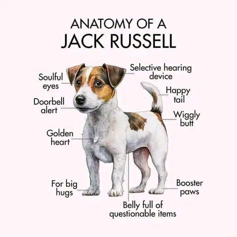 Chien Jack Russel, Jack Terrier, Jack Russell Terrier Puppies, Jack Russell Puppies, Dog Quotes Love, Jack Russell Dogs, Unknown Facts, Super Cute Puppies, Dog Ages