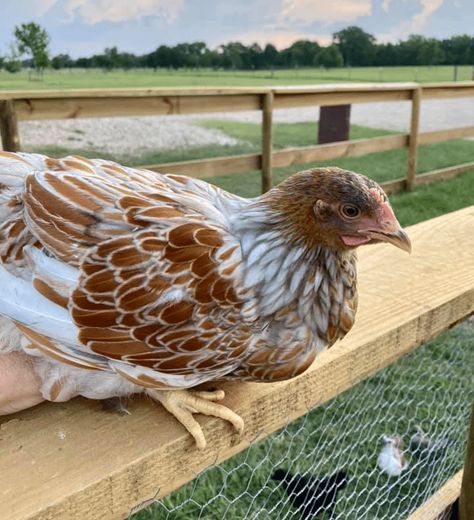 Sage Egger Chicken, Prairie Bluebell Egger Chicken, Blue Chicken Eggs, Olive Egger Chicken, Dust Bath For Chickens, Araucana Chickens, Easter Egger Chicken, Best Egg Laying Chickens, Easter Eggers