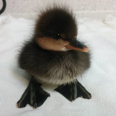 The bundle of fluffy feathers. | 18 Adorable Ducklings Living Their Best Little Duckling Lives White