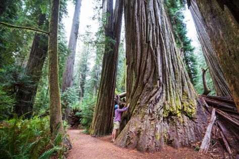 Sequoia ENV Sequoia Sempervirens, Brookings Oregon, Giant Sequoia Trees, Giant Sequoia, Oregon Life, Southern Oregon Coast, Redwood Trees, Beautiful Oregon, Sequoia Tree