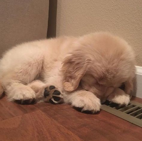 Puppy Instagram, Sleepy Puppy, Golden Retriever Puppy, Retriever Puppy, Dogs Golden Retriever, Cute Dogs And Puppies, Retriever Dog, Cute Animal Pictures